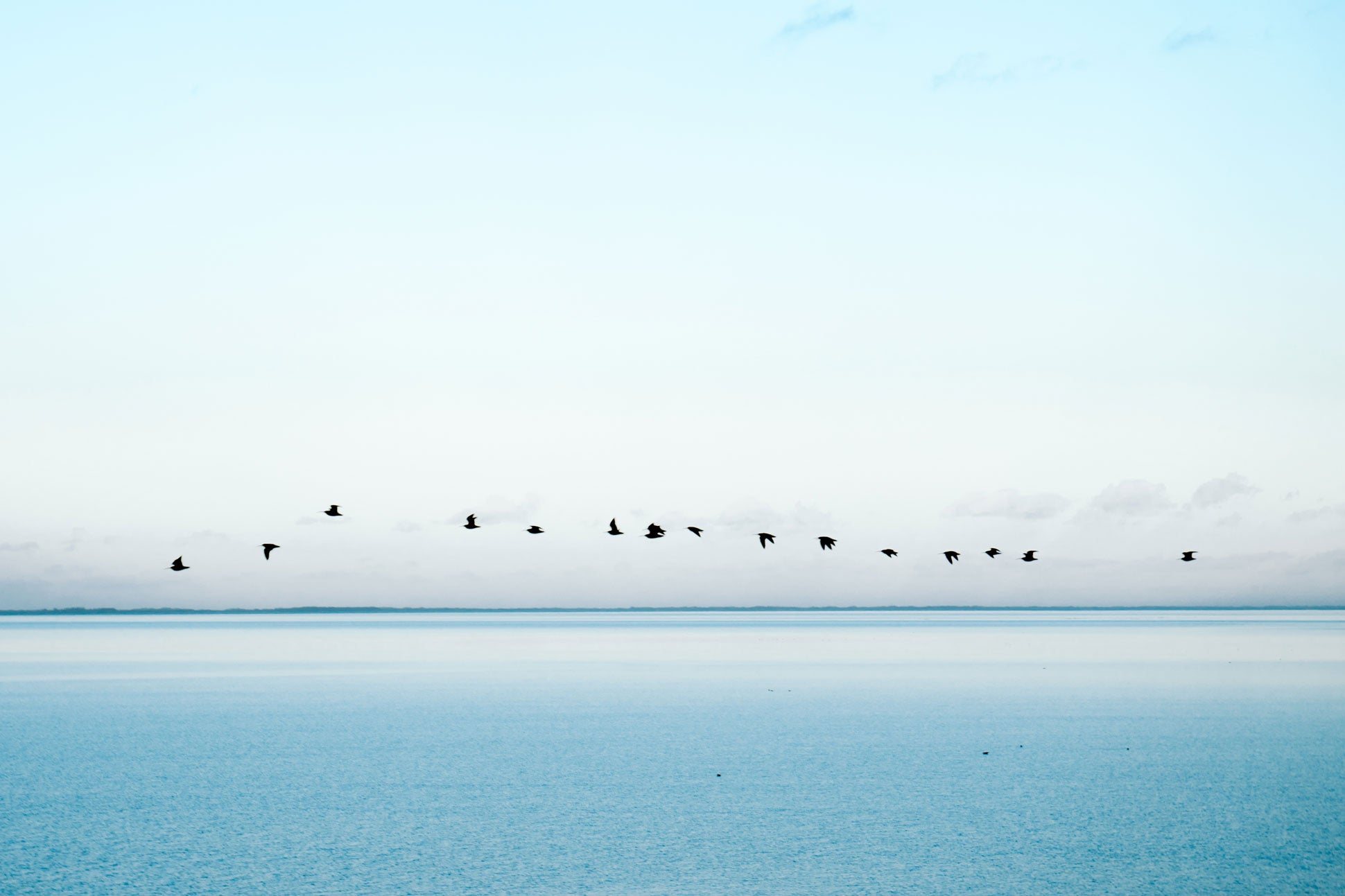 Vögel über hellblauem Meer vor Horizont