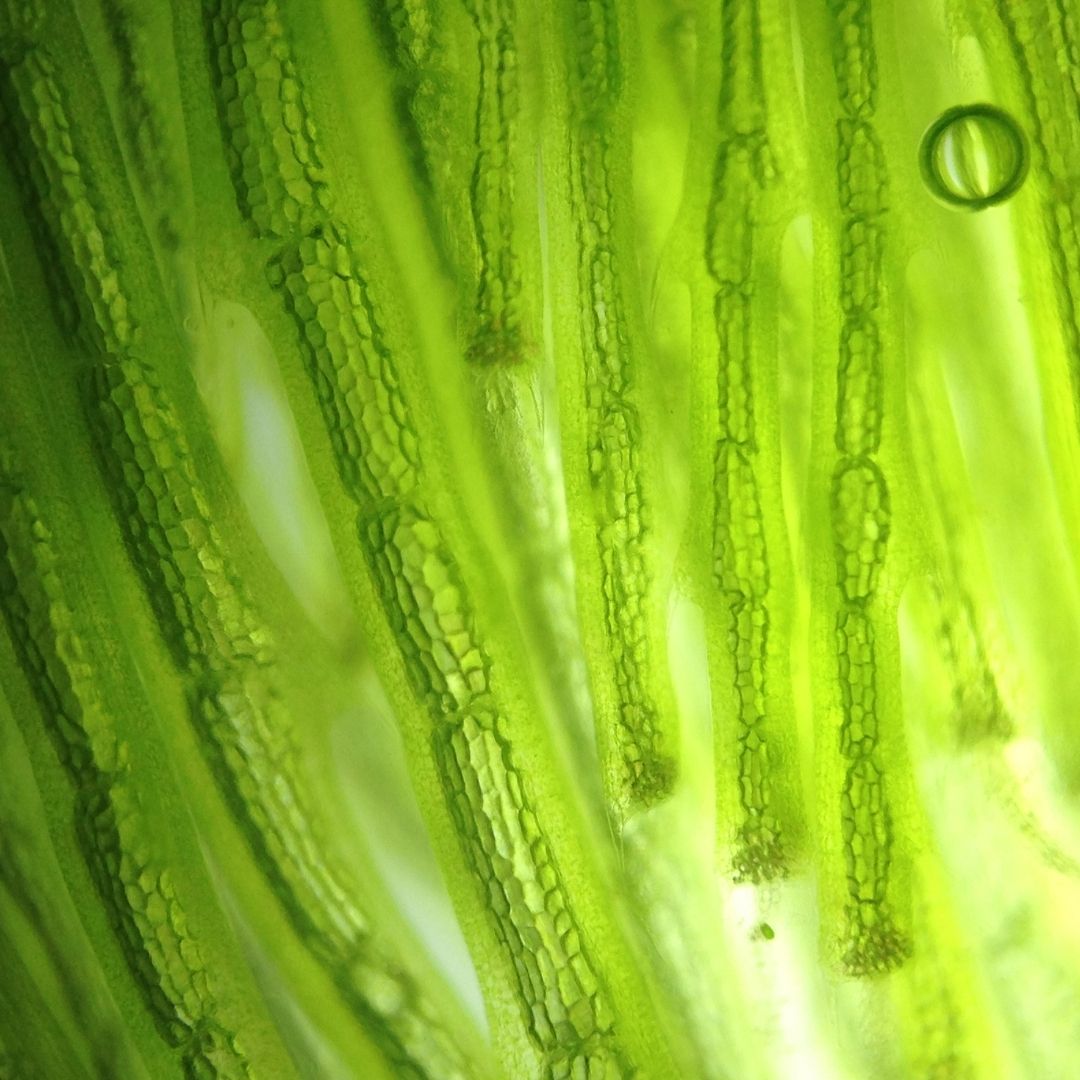 Grüner Rohstoff Alge