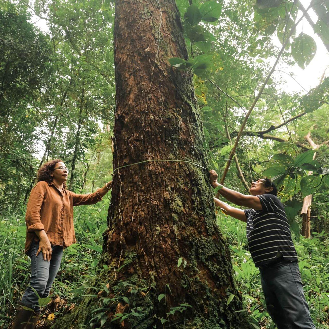 The Generation Forest