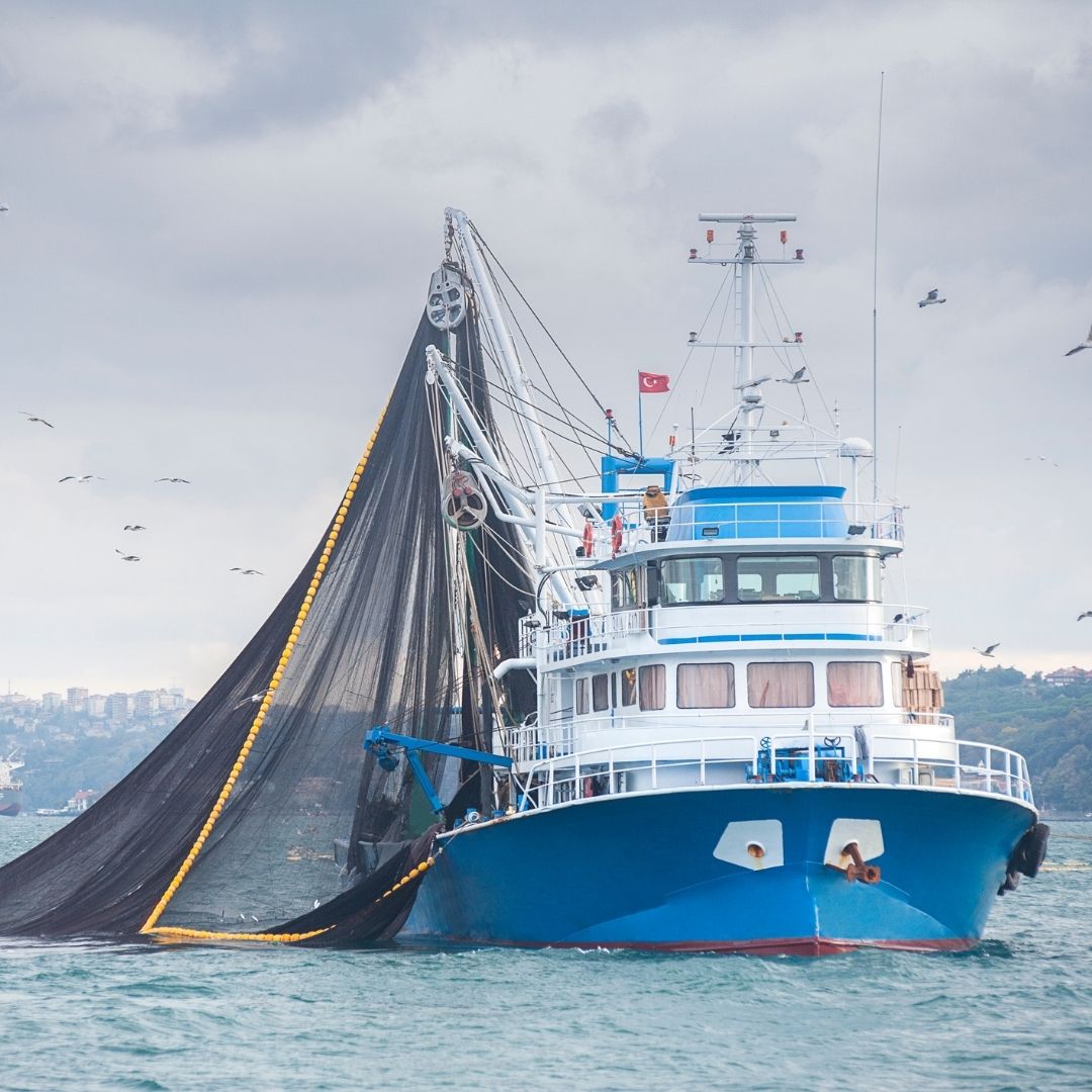 Wie gewährleisten die Meere die globale Nahrungssicherheit?