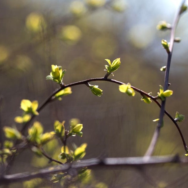 10 Gründe, den Frühling zu lieben