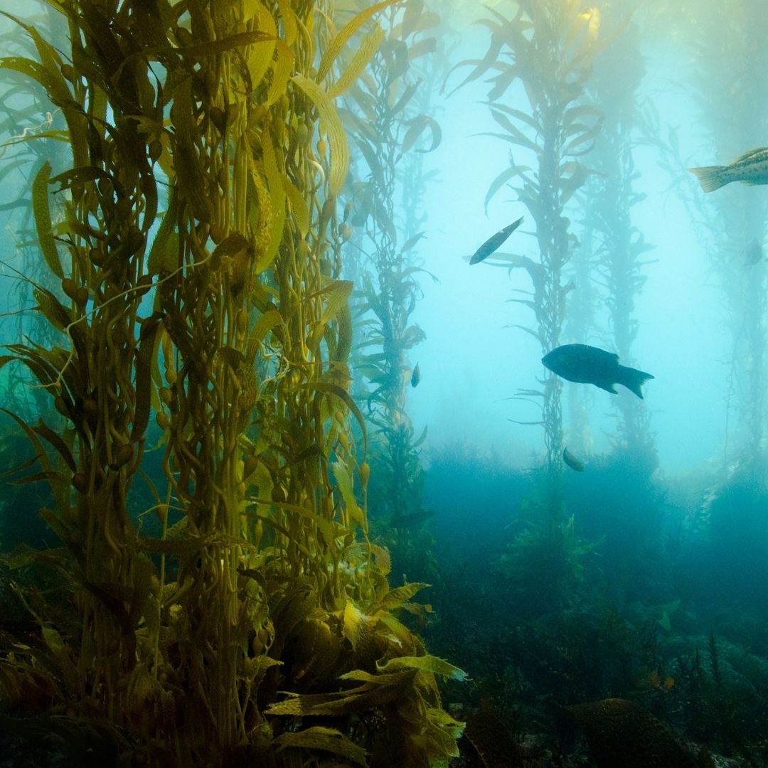 Welche Potentiale besitzen Algenwälder und Seegraswiesen?