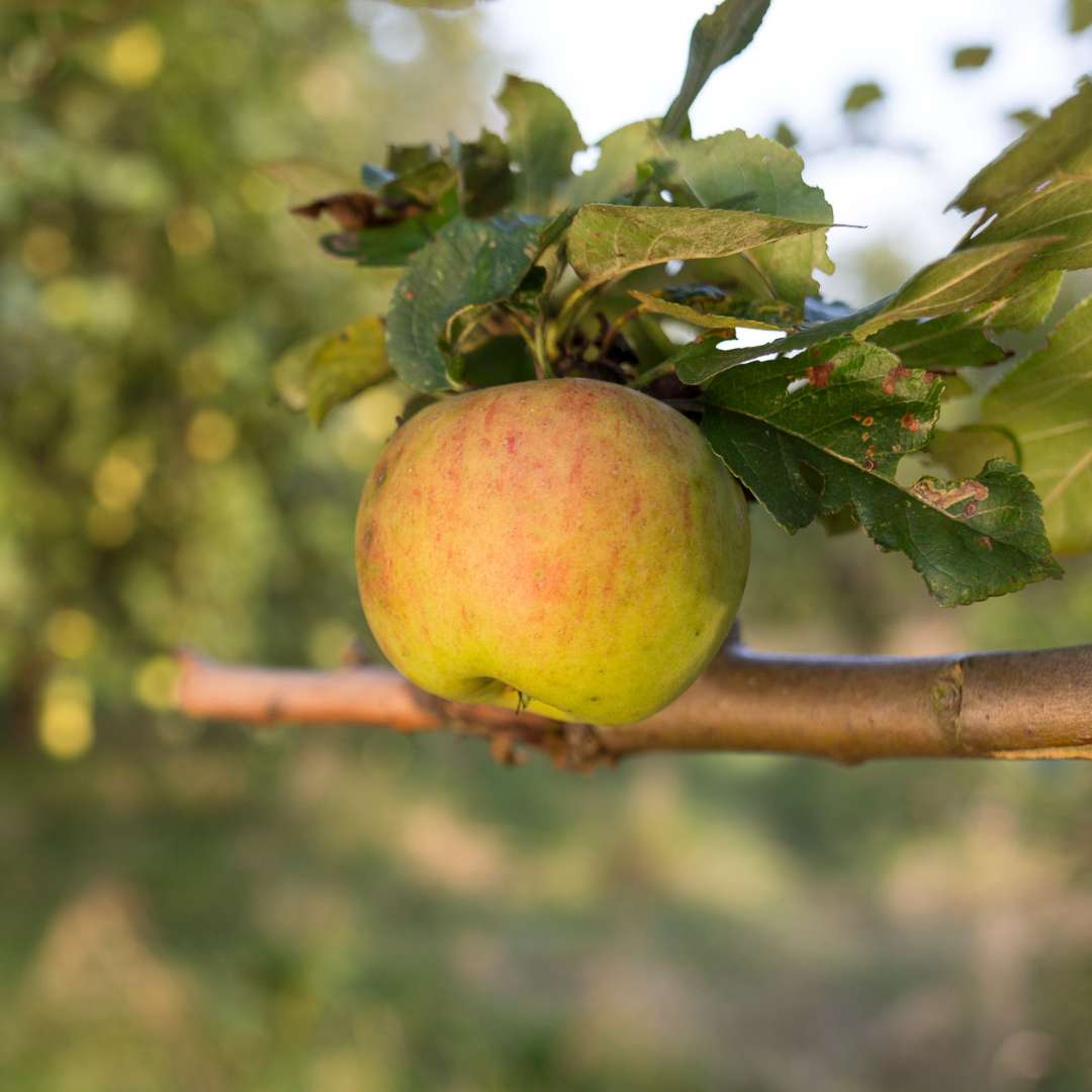 Lukas von Ostmost über das Potential von Streuobstwiesen