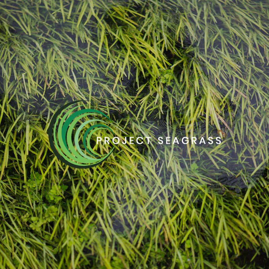 Project Seagrass