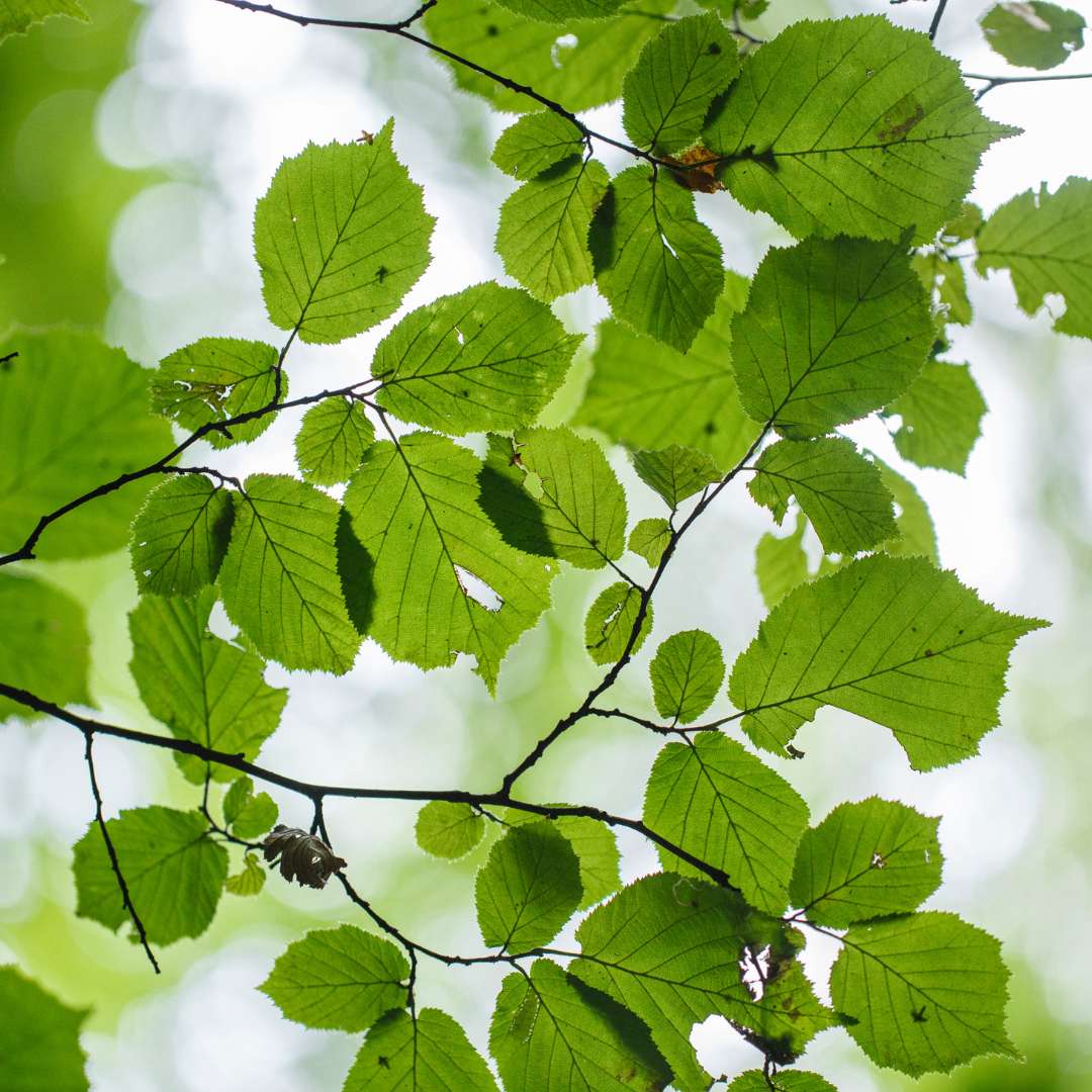 Neue Unternehmensform: Verantwortungseigentum