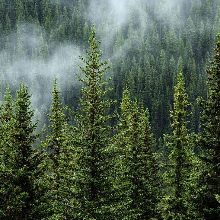 Wie uns die Natur hilft, Stress zu reduzieren